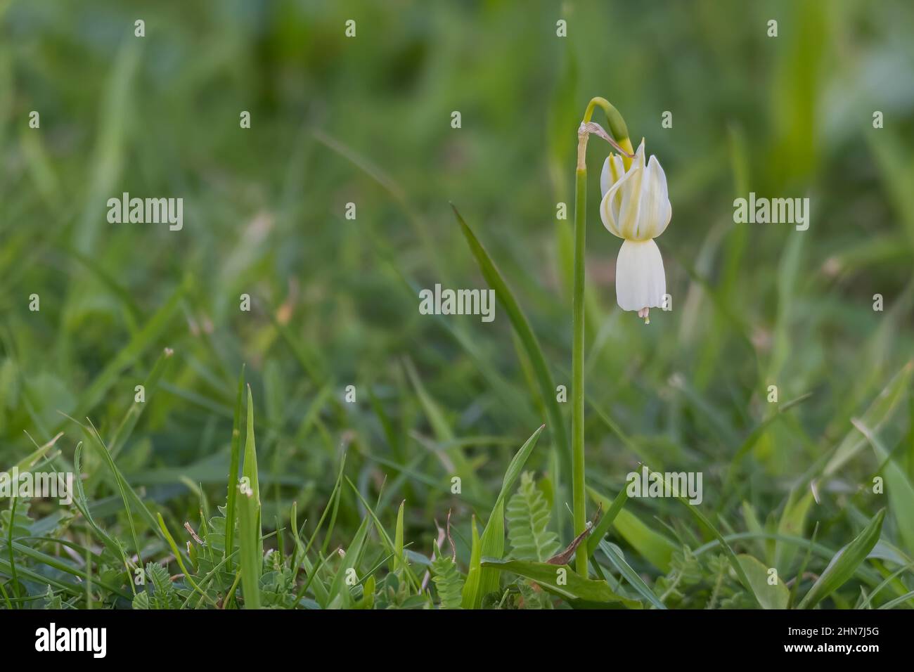 narcissus triandrus simple fleur gros plan en croissance non cultivée Banque D'Images