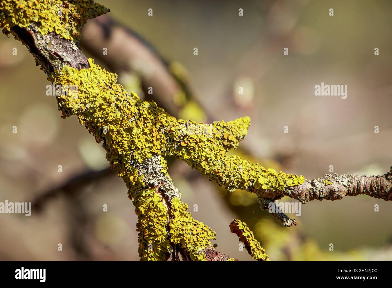 Lichen vert en gros plan sur la branche de l'arbre. Maladie des plantes — free download