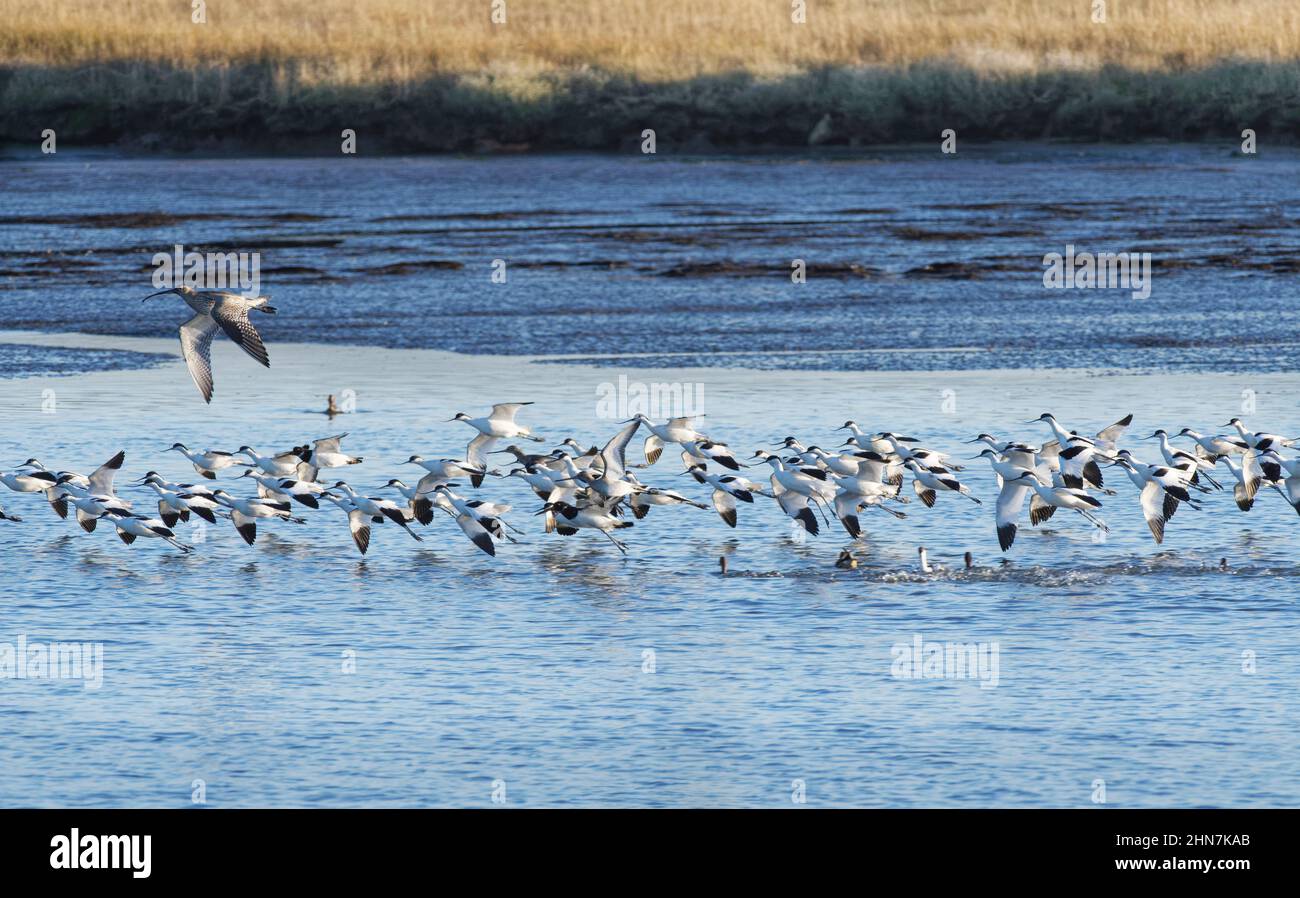 Groupe de Pied avocat (Recurvirostra avosetta) et un Curlew (Numenius arquata) survolant le lac Middlebere, Arne, Dorset, Royaume-Uni, janvier. Banque D'Images