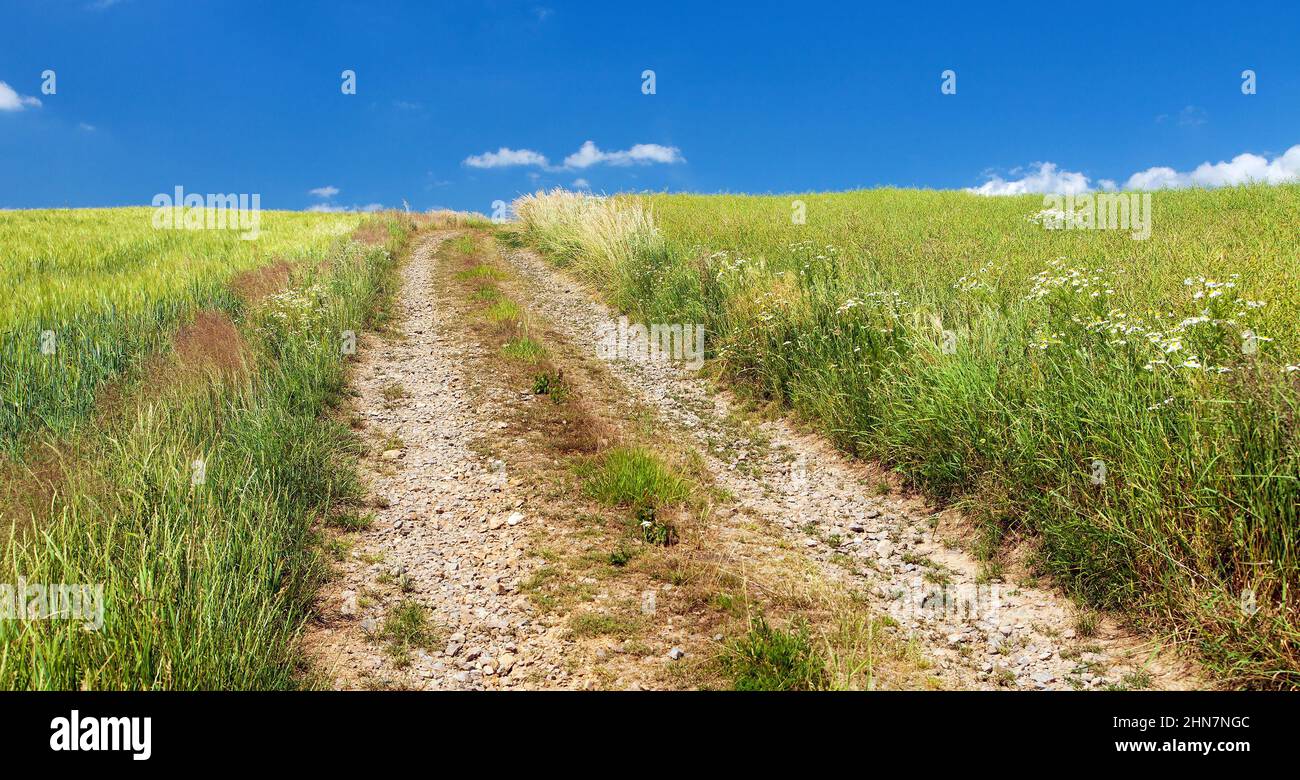 Route rurale alias route de terre alias piste de chariot alias route de ferme entre champs de maïs Banque D'Images
