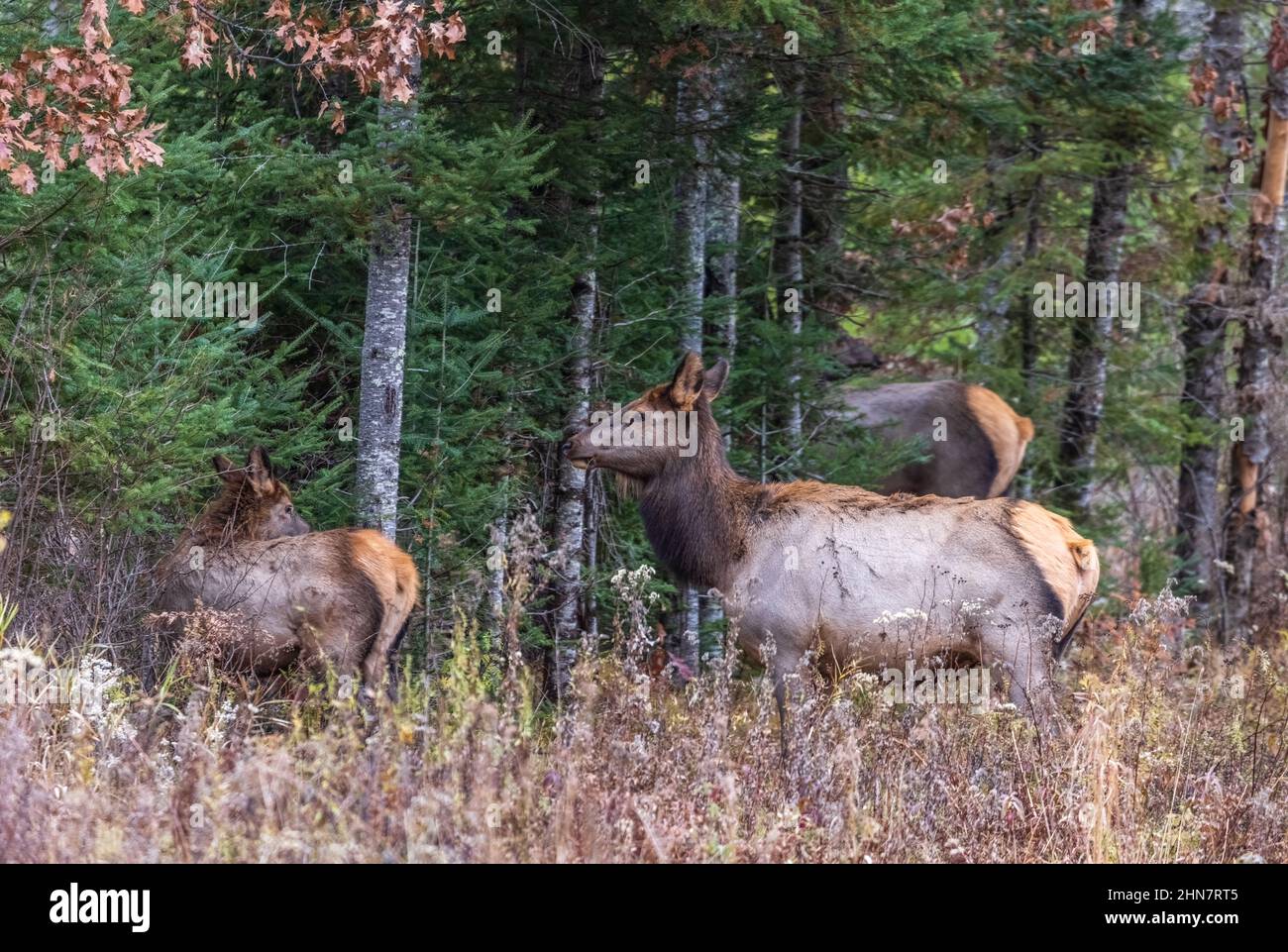 Elk de Clam Lake le matin de novembre. Banque D'Images