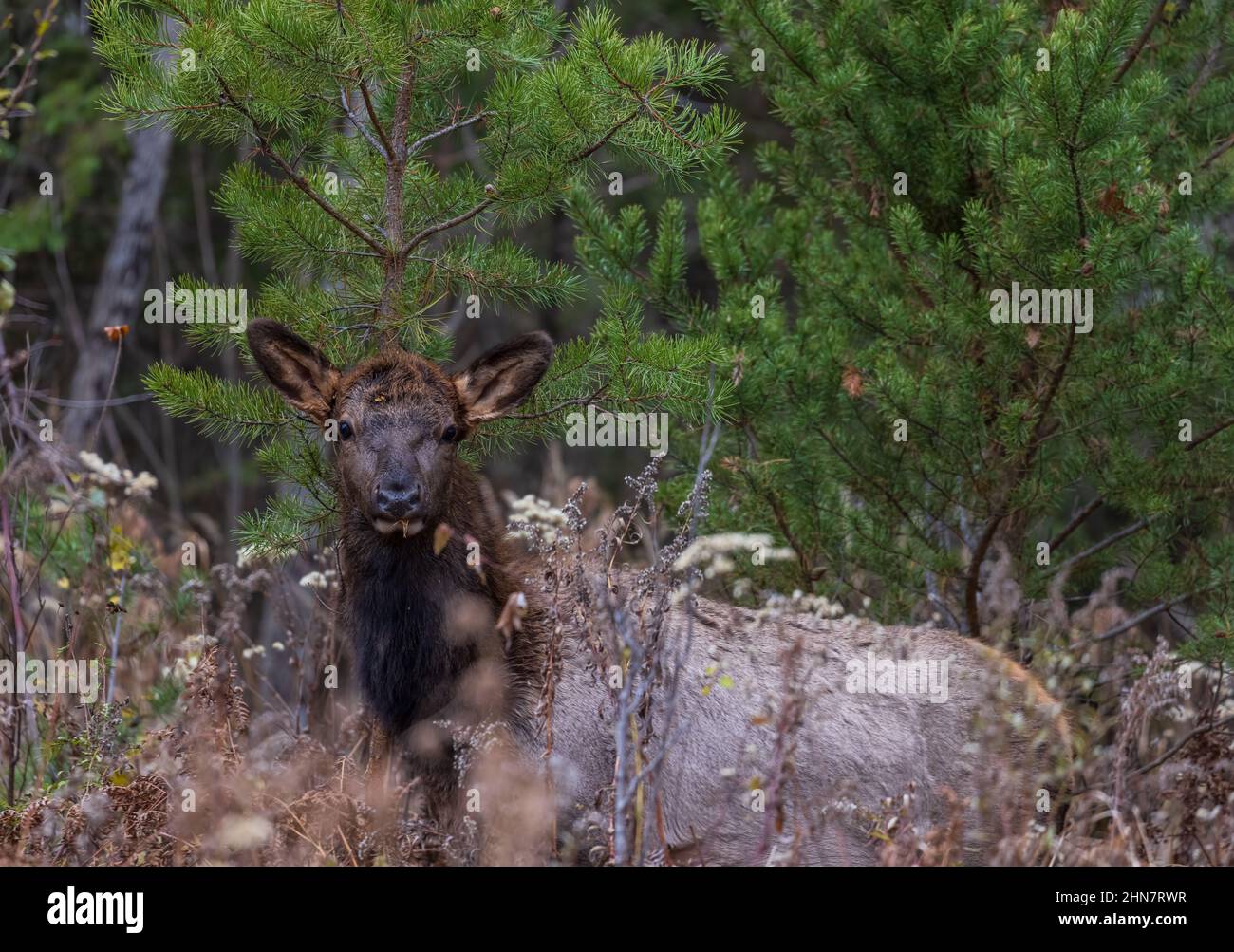 Elk veau dans le lac Clam le matin de novembre. Banque D'Images