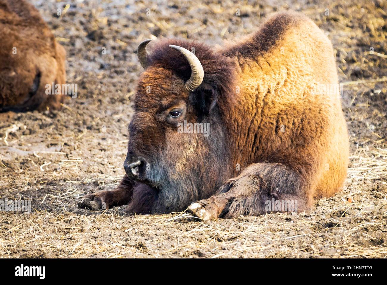 Gros plan sur un bison posé sur le sol par beau temps Banque D'Images