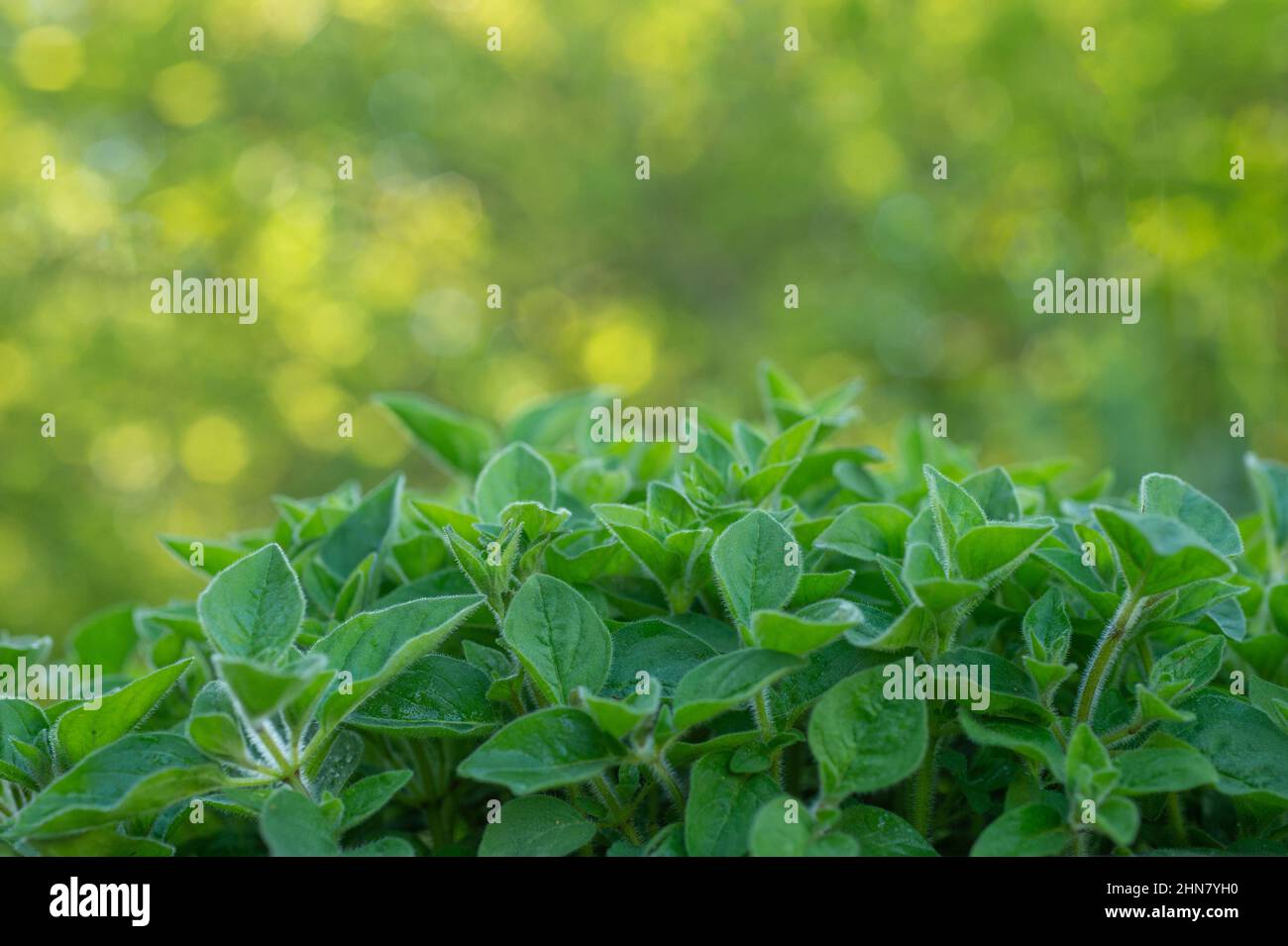 Origan chaud et épicé dans un jardin à l'heure du coucher du soleil. Herbe digestive. Banque D'Images