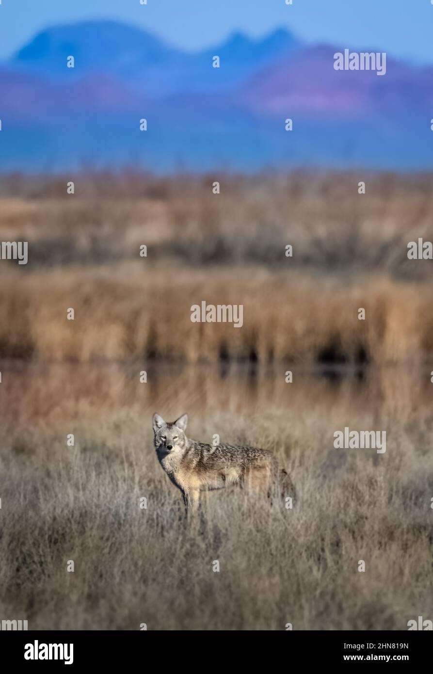 Coyote à la réserve naturelle nationale de Stillwater au Nevada Banque D'Images