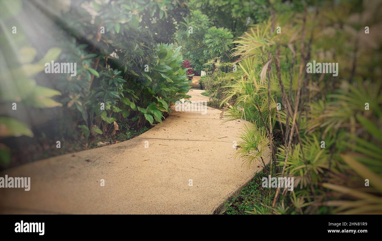 Image de chemin d'un jardin avec lumière du soleil brillante. Banque D'Images