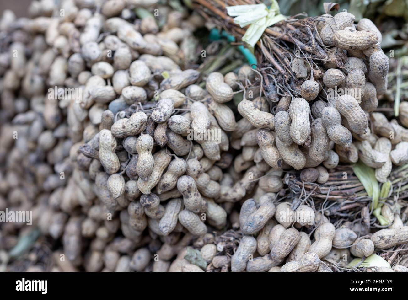 Arachides (Arachis hypogaea) sur la tige, une légumineuse de la famille des pois (Fabaceae). Banque D'Images