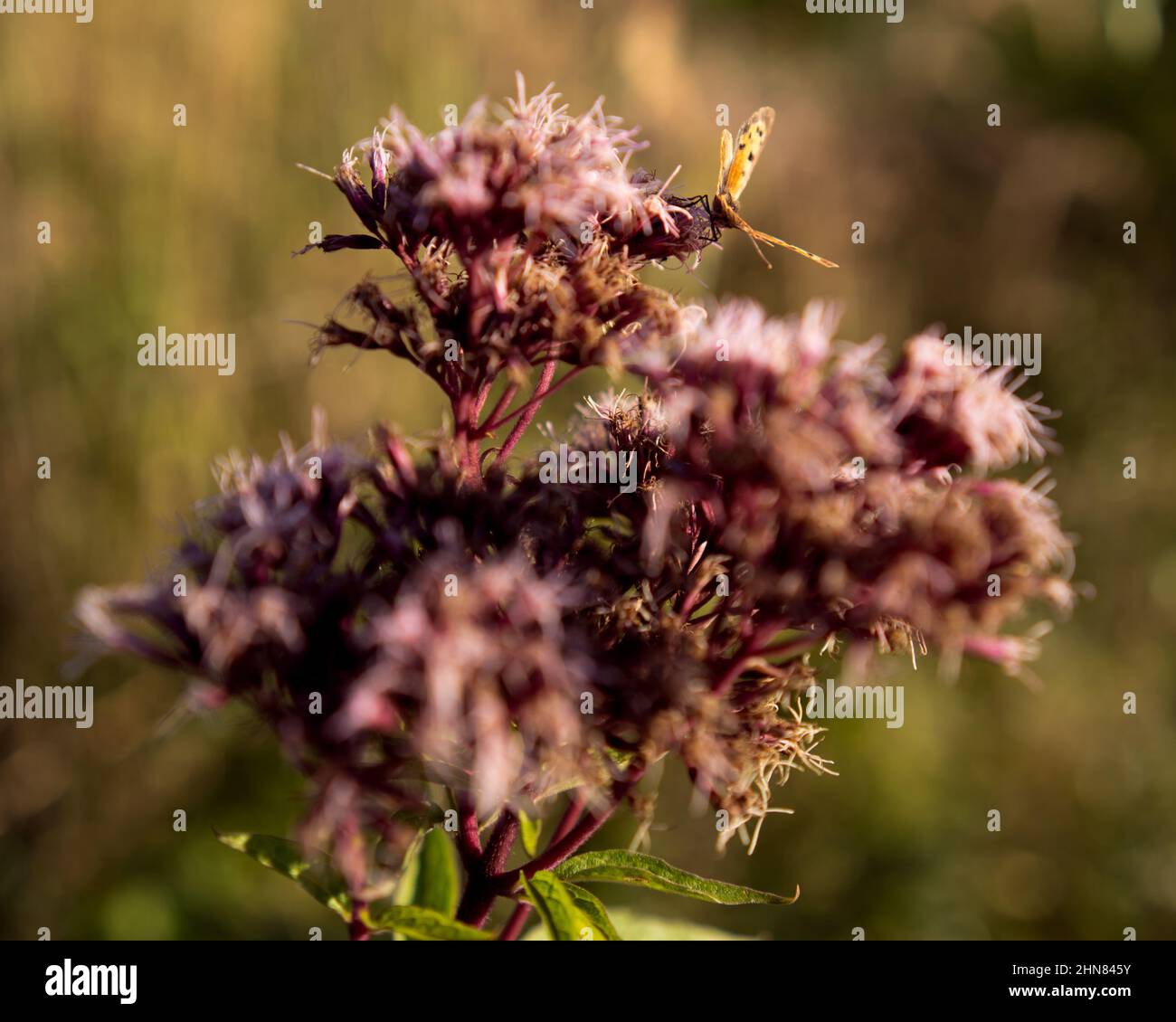 Photo d'un papillon peu profond qui obtient le pollen de la fleur d'Hemp-agrimony dans le jardin par une journée ensoleillée Banque D'Images