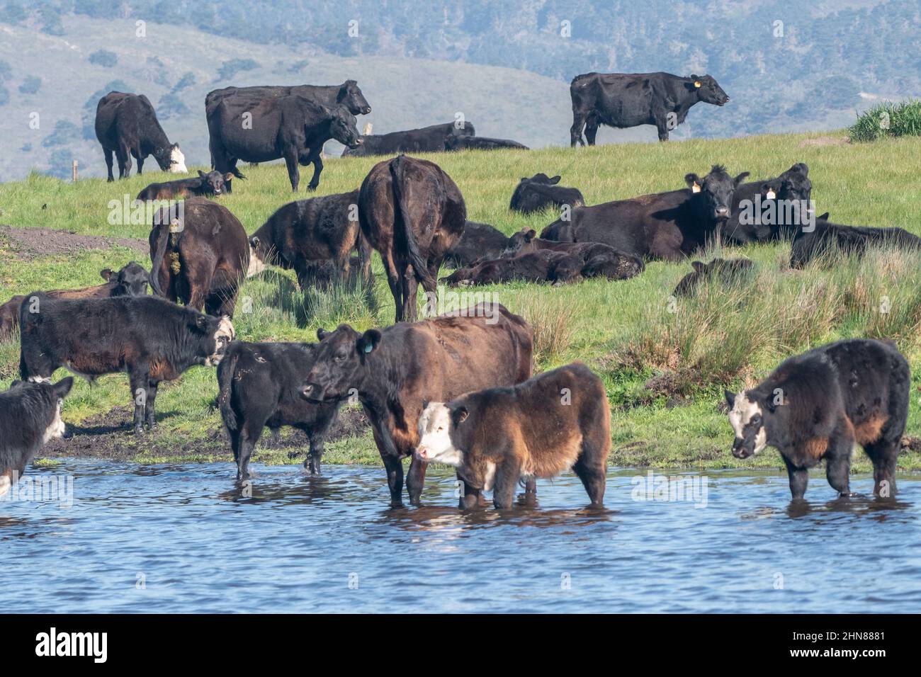 Un troupeau de vaches se trouve au bord d'un étang et d'un pâturage dans le littoral national de point Reyes en Californie. La présence de bovins dans la région est controversée. Banque D'Images