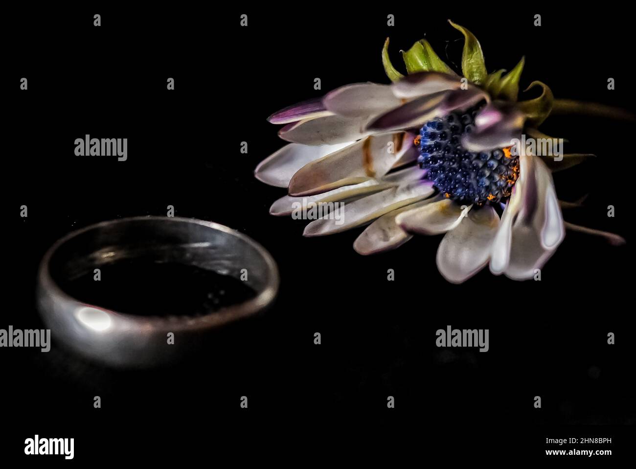 Margerite africaine moitié fleur ouverte devant un anneau d'argent gros plan macrophotographie sur fond noir de premier plan. Banque D'Images