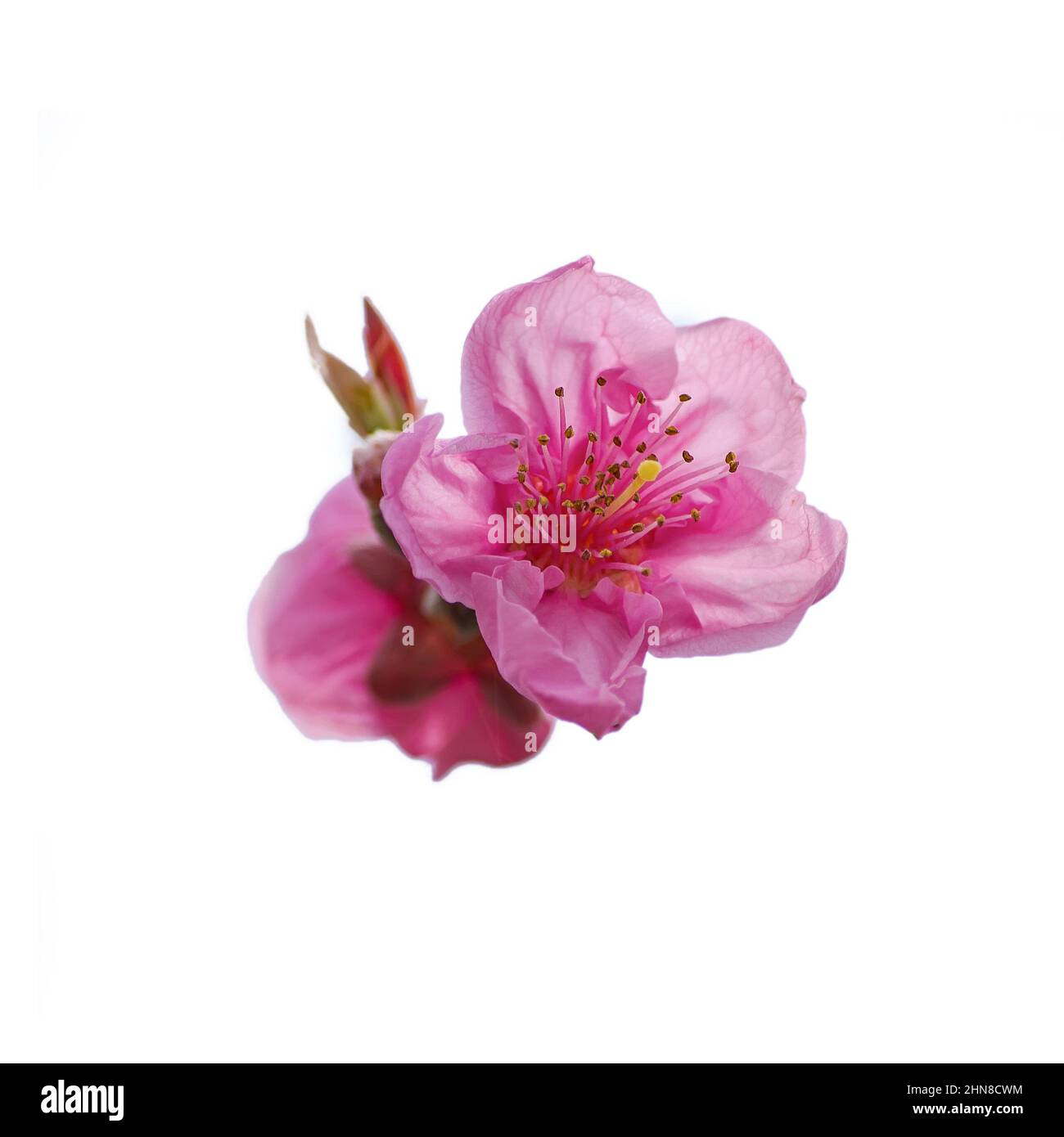 Fleurs de pêche roses Blooming sur l'arbre de pêche dans le ciel bleu fond, isolatedisolé sur fond blanc fleur de pêche Banque D'Images