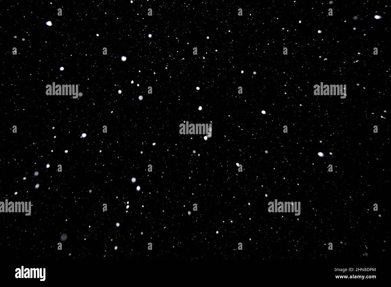 Véritable neige blanche tombant contre le ciel noir de nuit en hiver. Neige à l'obscurité. Banque D'Images