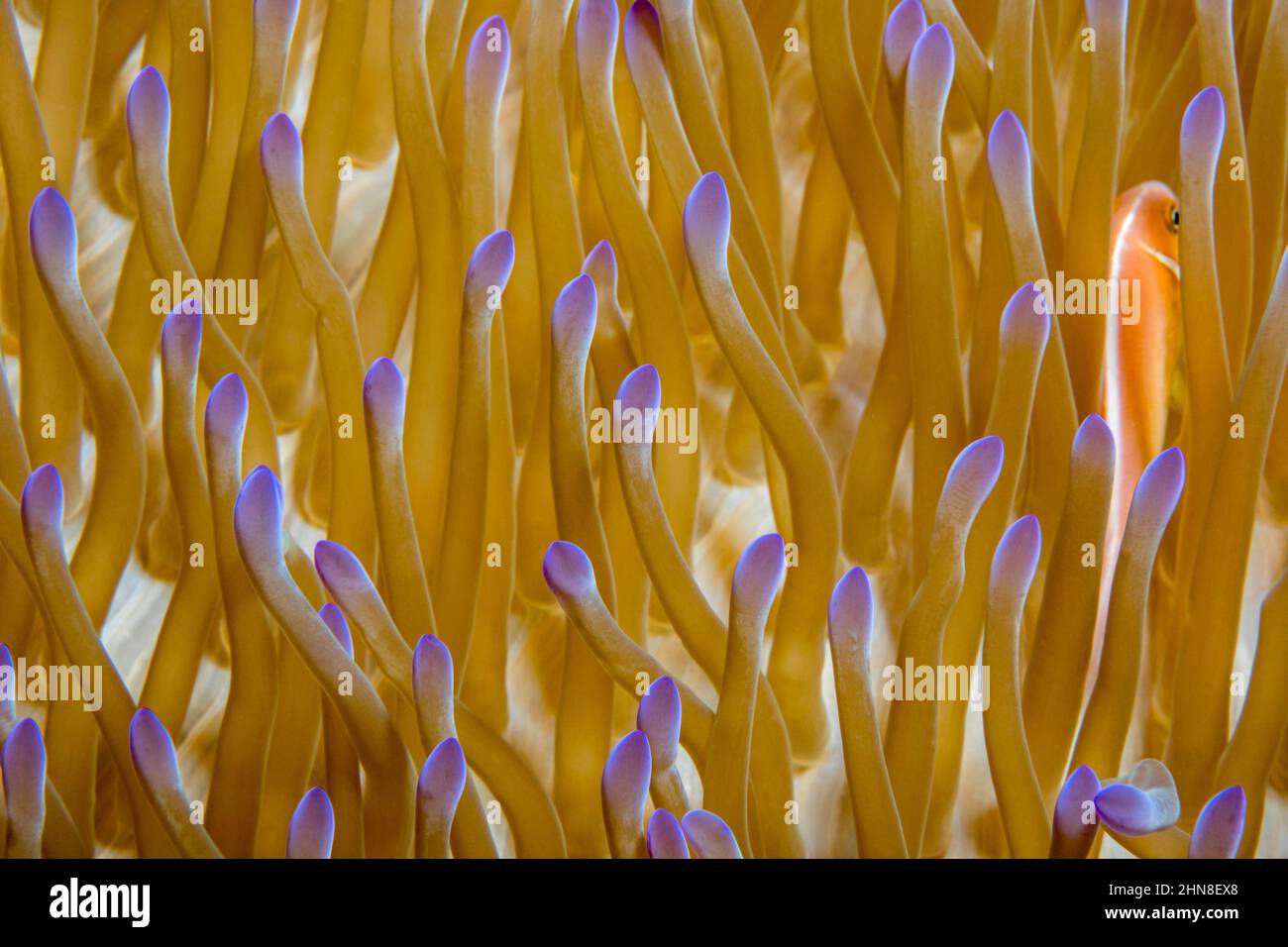 Ce poisson clown Amphiprion perideraion, commune, se trouve le plus souvent associé à l'anémone, Heteractis magnifica, comme illustré ici, Yap, Microne Banque D'Images