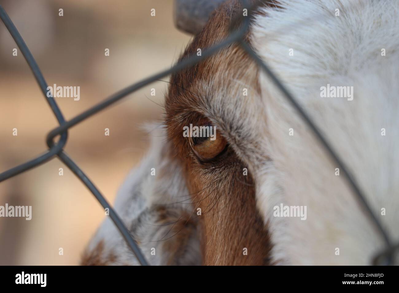 vue rapprochée de l'animal avec la clôture. Banque D'Images