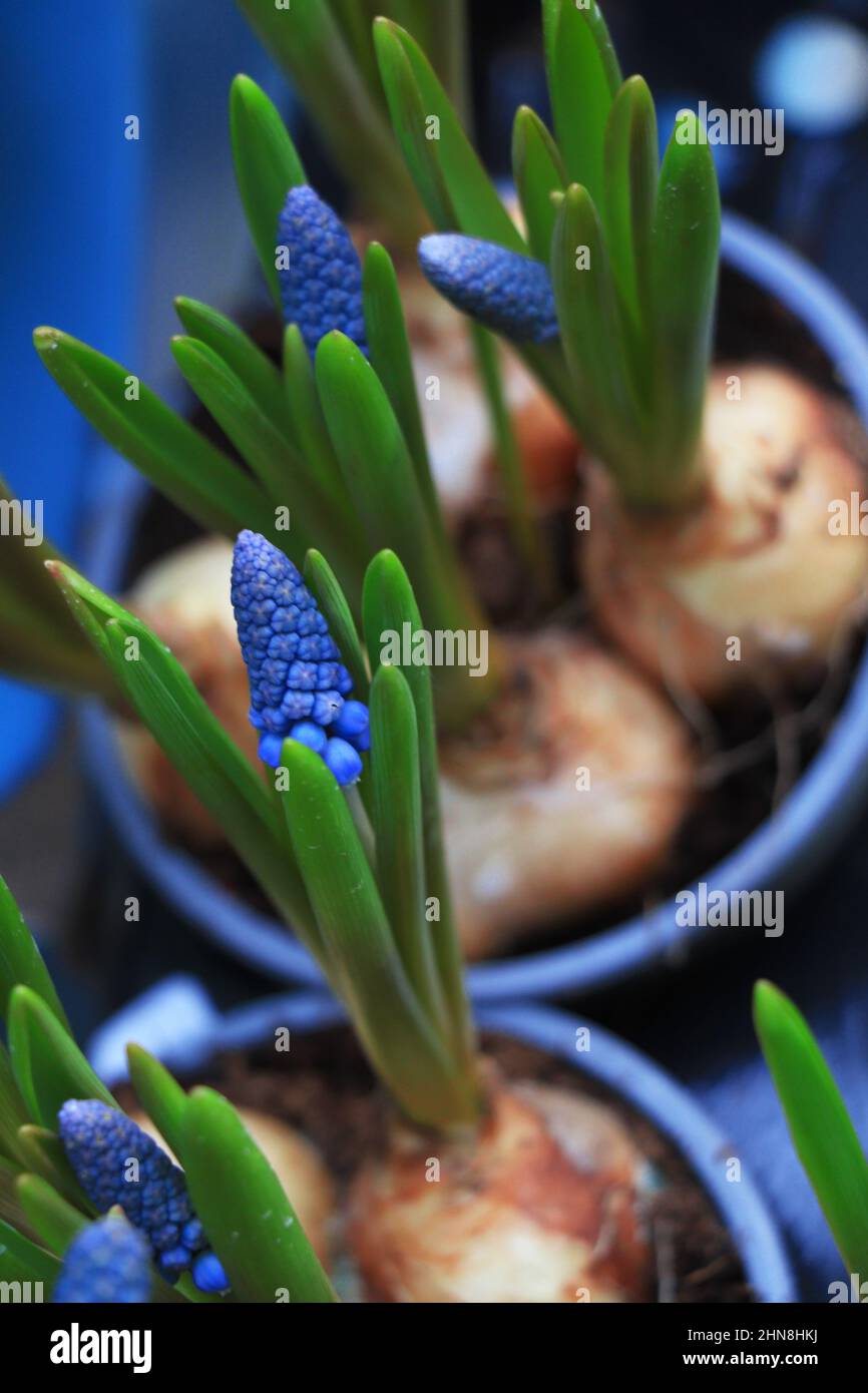 Fleurs bleues Muscari Grand sourire. Fleurs de printemps. Banque D'Images