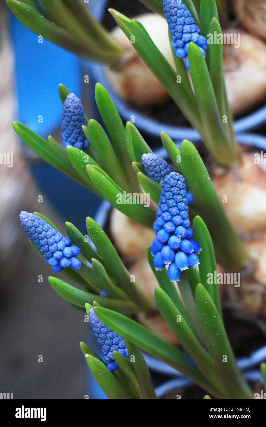 Fleurs bleues Muscari Grand sourire. Fleurs de printemps. Banque D'Images