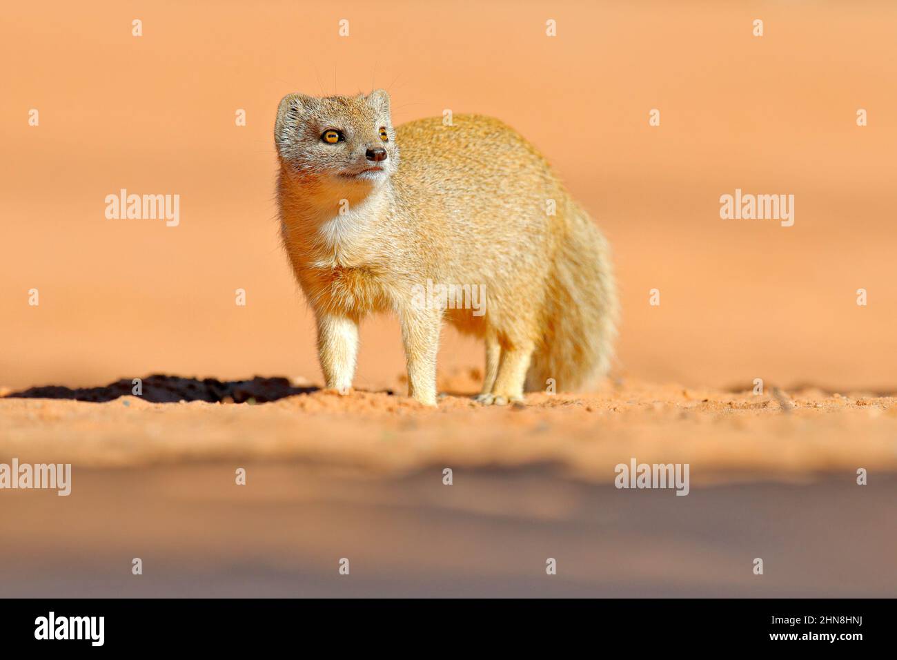 Mongoose dans le sable rouge, Kgalagadi, Botswana, Afrique. Mongoose jaune, Cynictis penicillata, assis dans le sable avec la végétation verte. Faune et flore d'Afrique. Banque D'Images