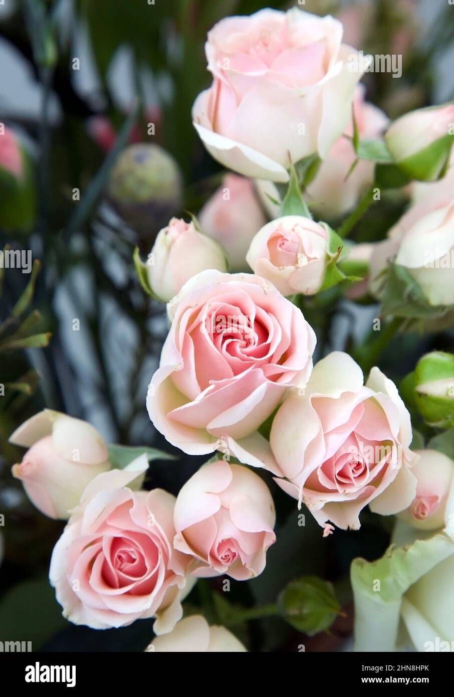 Roses vaporisateurs délicats dans un bouquet Banque D'Images