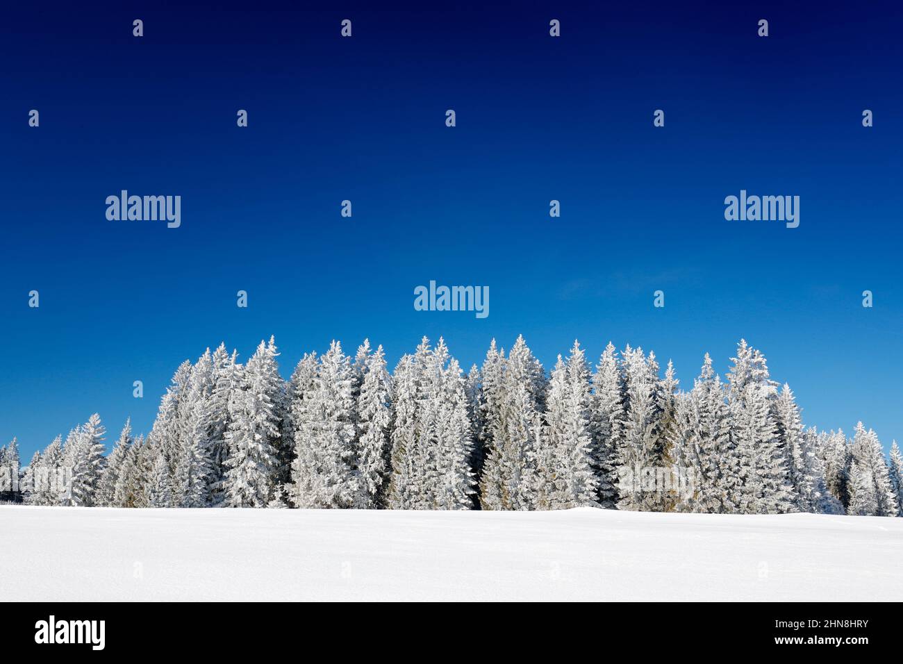 Lumière rose du matin avant le lever du soleil. Crépuscule d'hiver, nature froide dans la forêt. Orlicke hory, république tchèque. Paysage de montagne avec forêt de bouleau, Banque D'Images