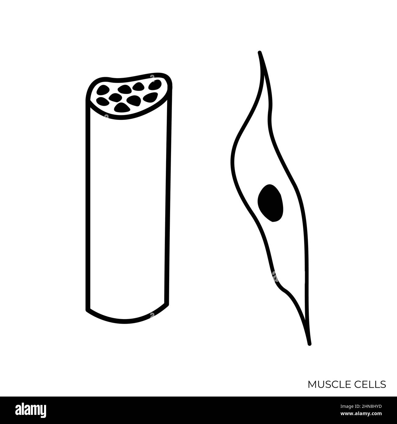 Cellules musculaires Noir et blanc Illustration isolée Illustration de Vecteur