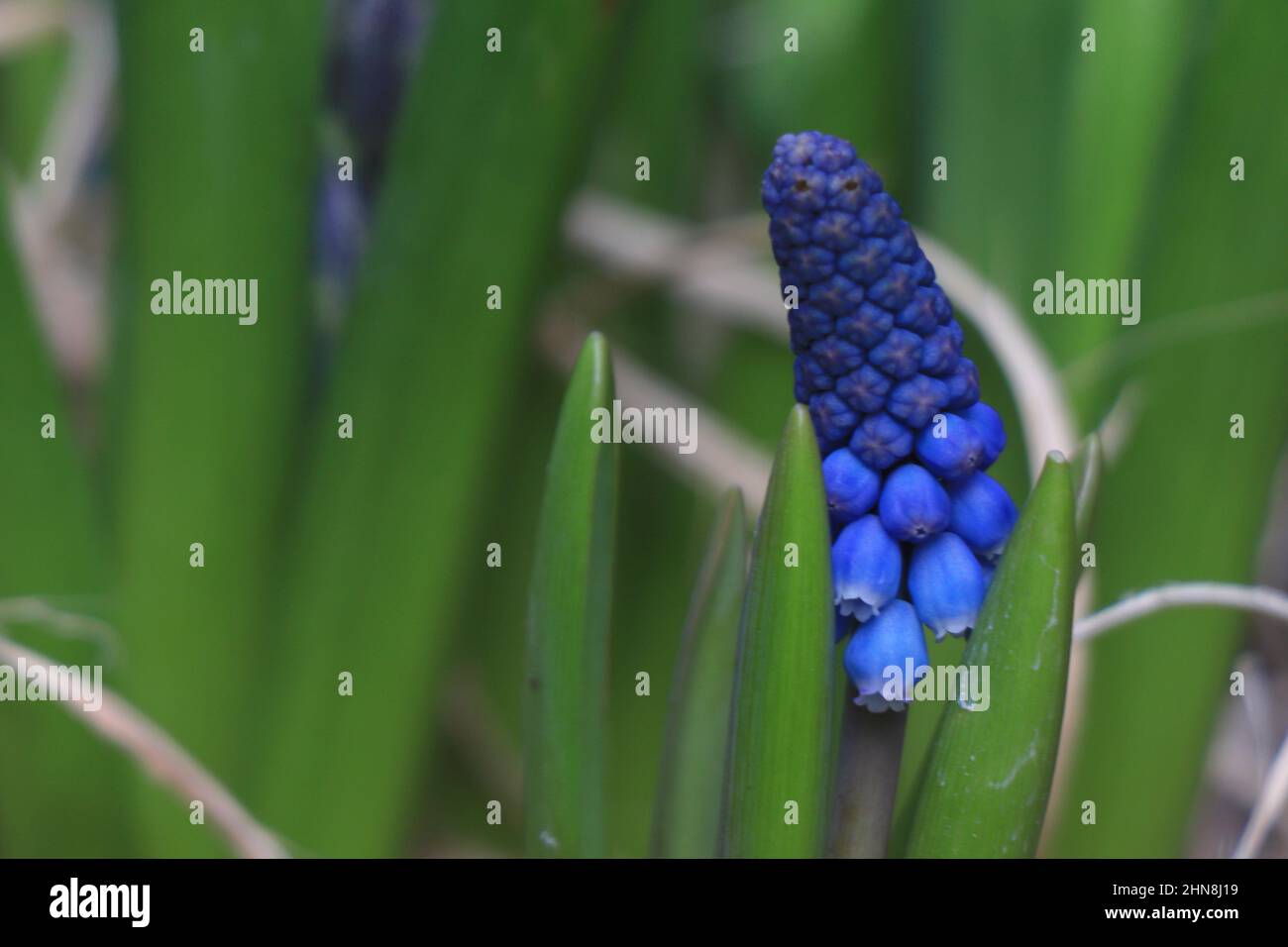 Fleurs bleues Muscari Grand sourire. Fleurs de printemps. Banque D'Images