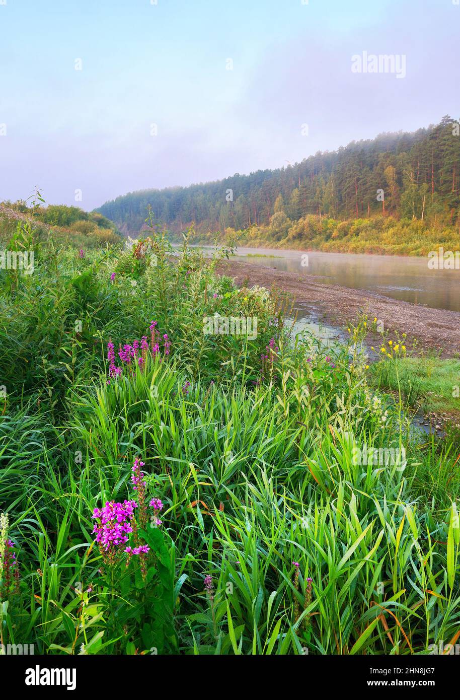 Des herbes fraîches, lumineuses, vertes, denses et des fleurs sauvages sur la pente de la Banque, la surface calme de l'eau, des buissons et des arbres à l'horizon dans un épais Banque D'Images