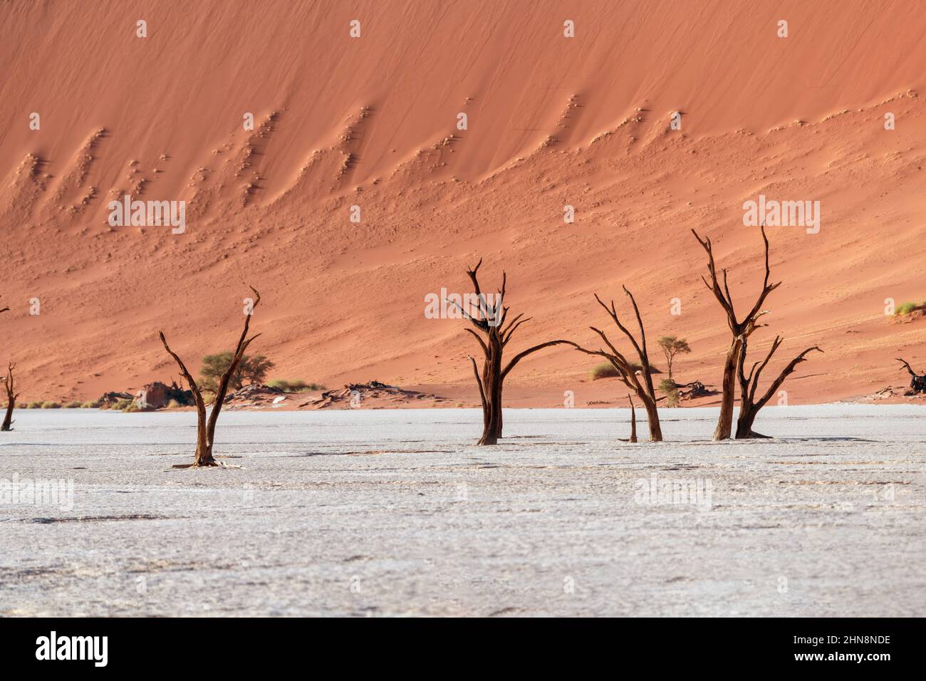 Photo des arbres secs sur le fond contrasté de dunas, Namibie. Banque D'Images
