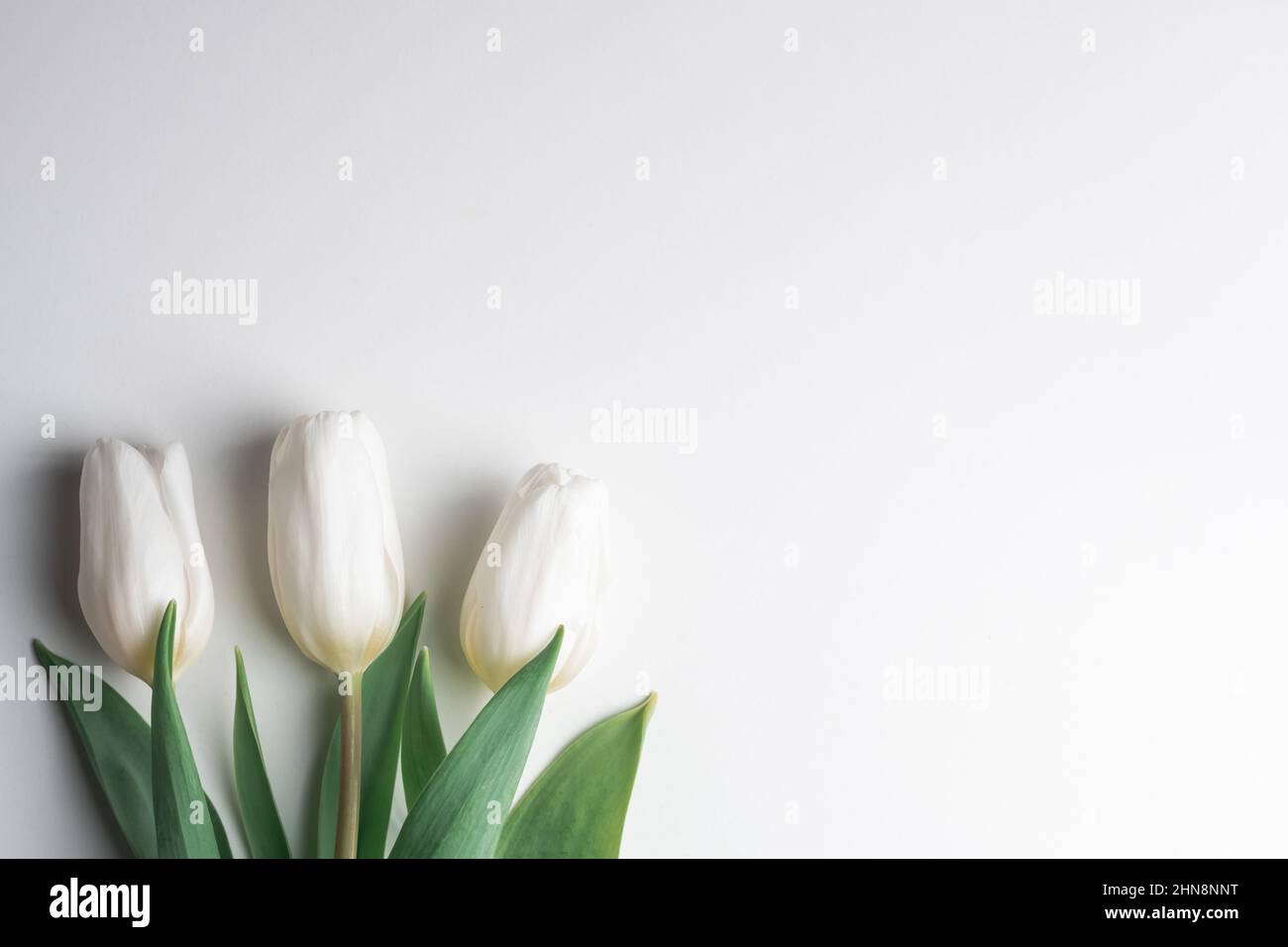 Fleurs de tulipe blanches sur papier blanc. Pâques et printemps Banque D'Images