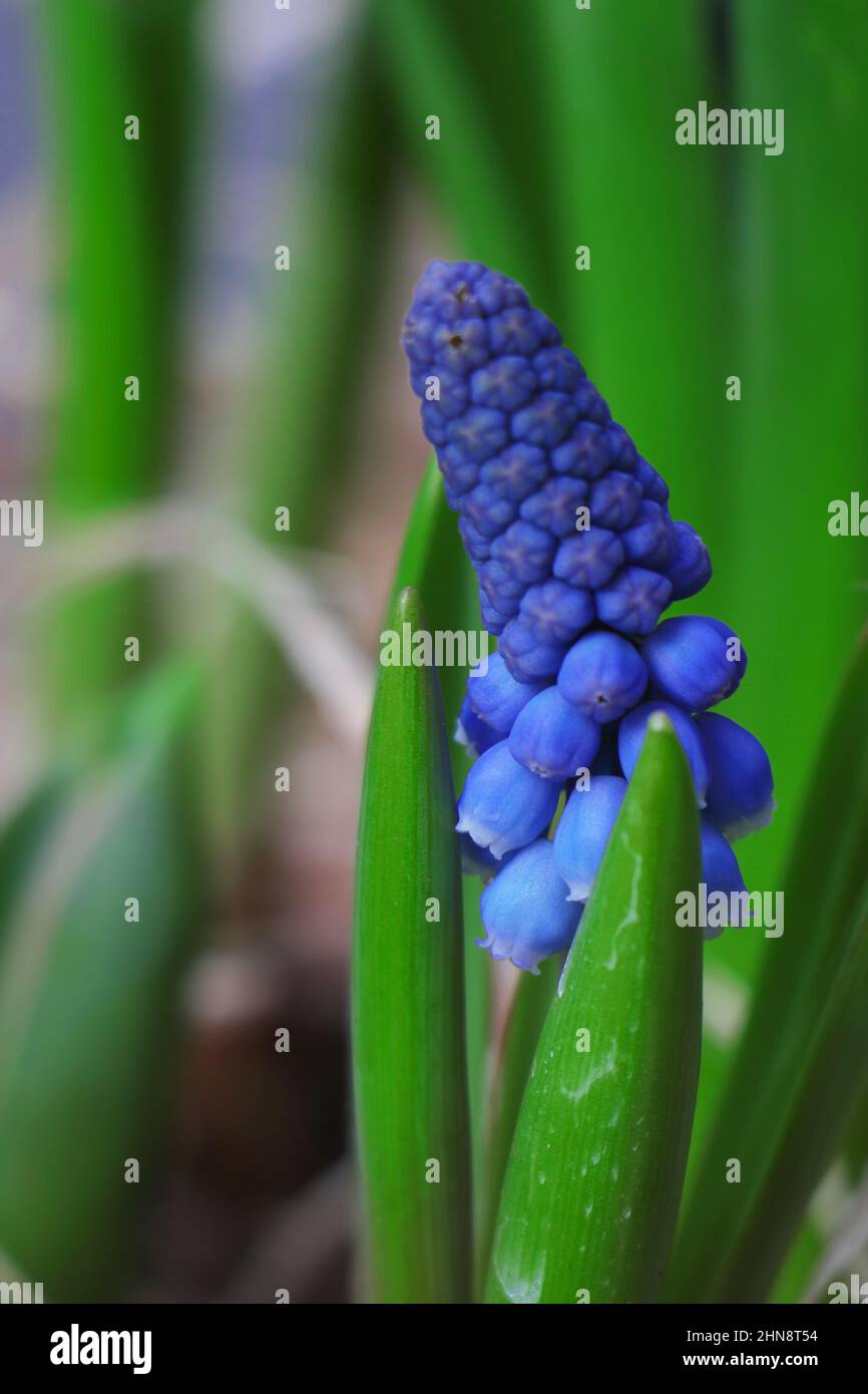 Fleurs bleues Muscari Grand sourire. Fleurs de printemps. Banque D'Images