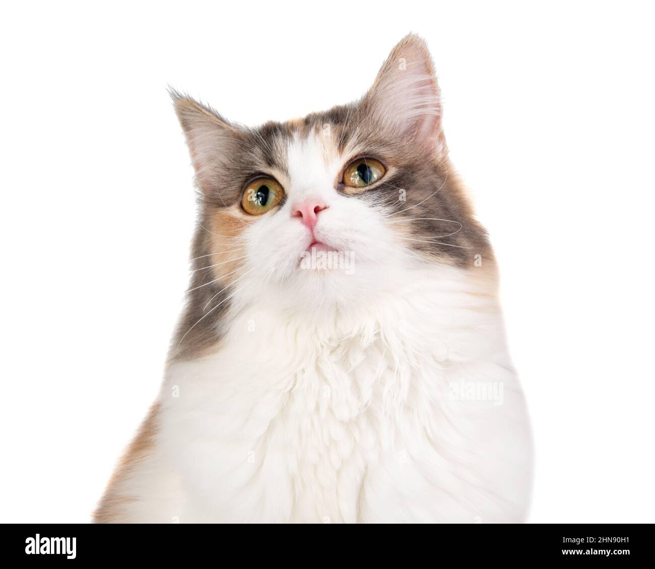 Portrait de chat multicolore à poils longs lumineux isolé sur fond blanc Banque D'Images