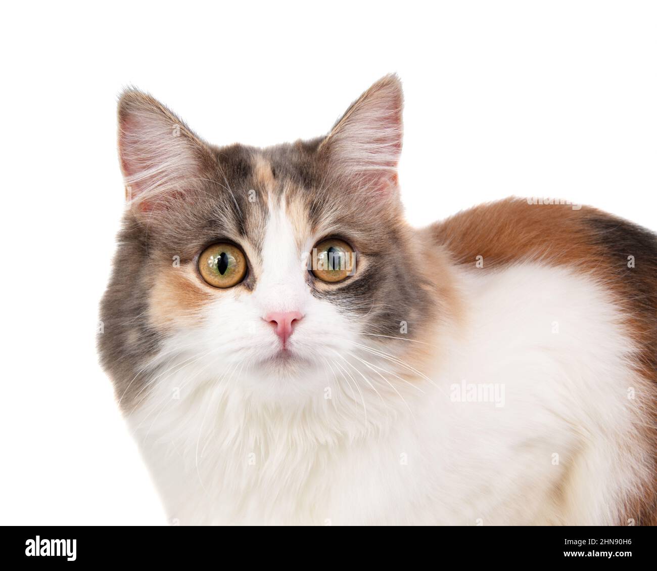 Portrait de chat multicolore à poils longs lumineux isolé sur fond blanc Banque D'Images