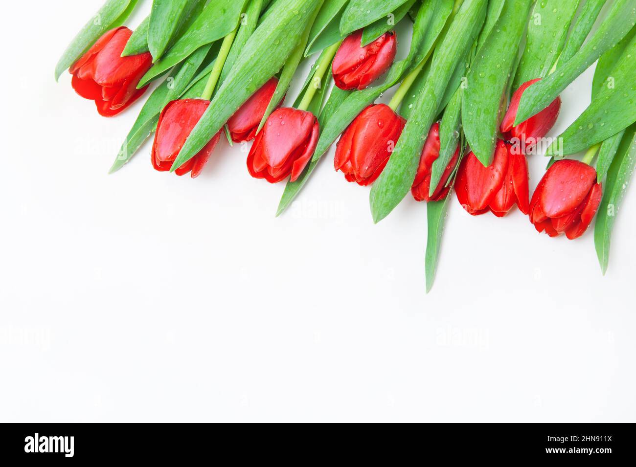 Bouquet de tulipes rouges sur fond blanc Banque de photographies et d ...