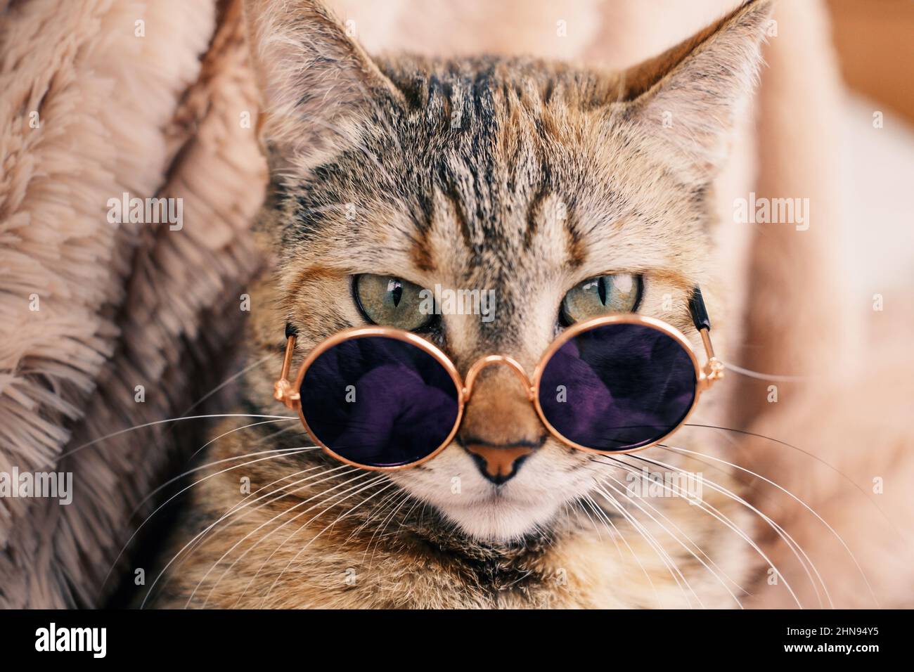 Chat rouge au gingembre en lunettes de soleil contre un écossais brun Photo  Stock - Alamy