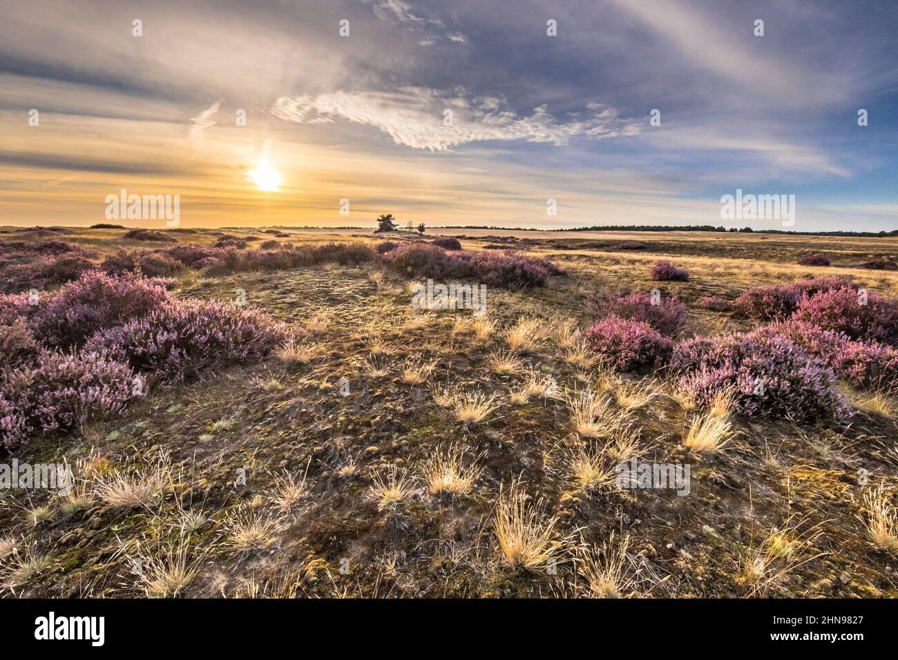 Paysage enchanteur paysage de la lande dans le parc national Hoge Veluwe, province de Gelderland, pays-Bas. Paysage scène de la nature en Europe. Banque D'Images