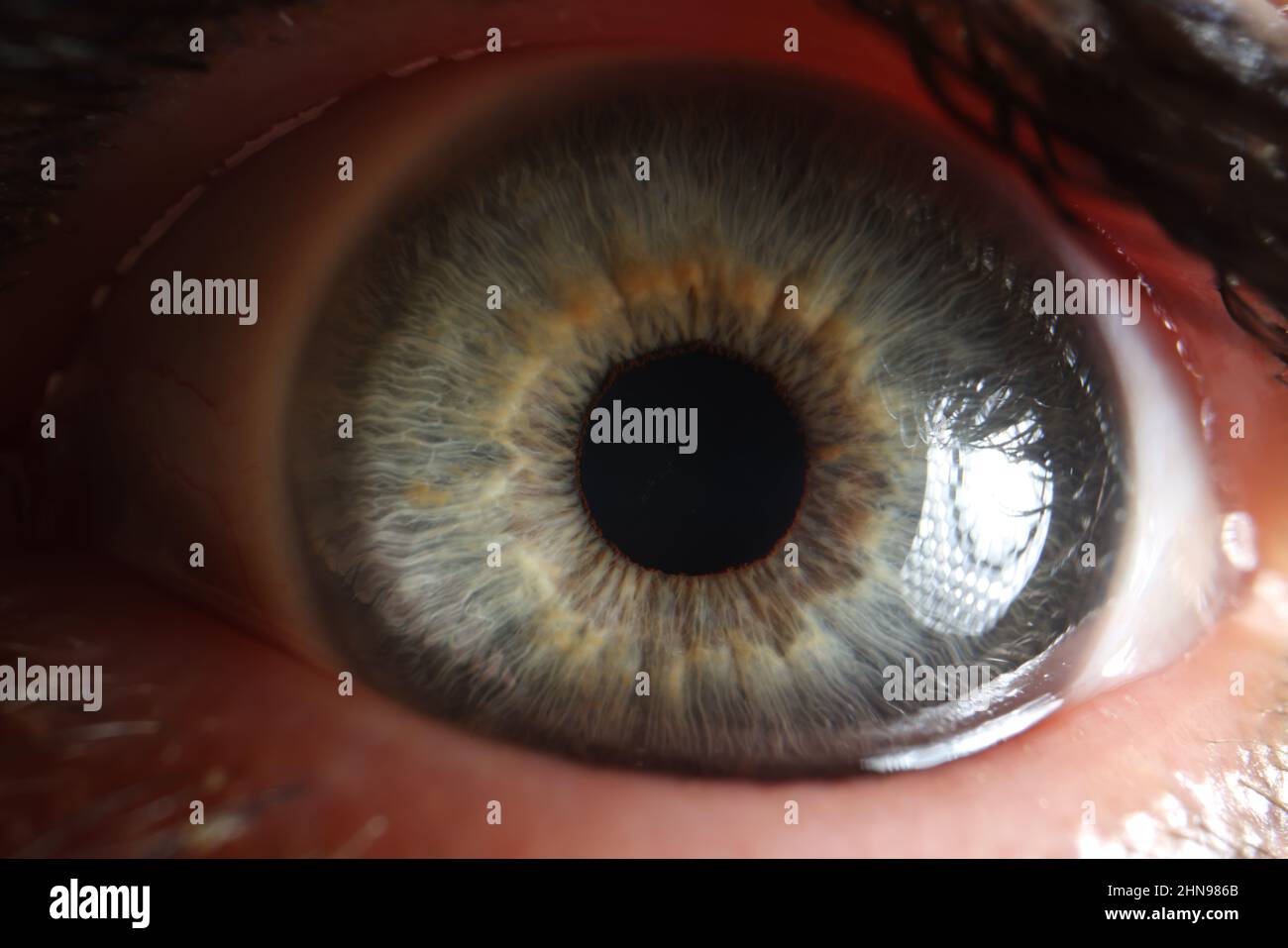 Vue macro de l'œil humain ouvert, petite pupille Banque D'Images
