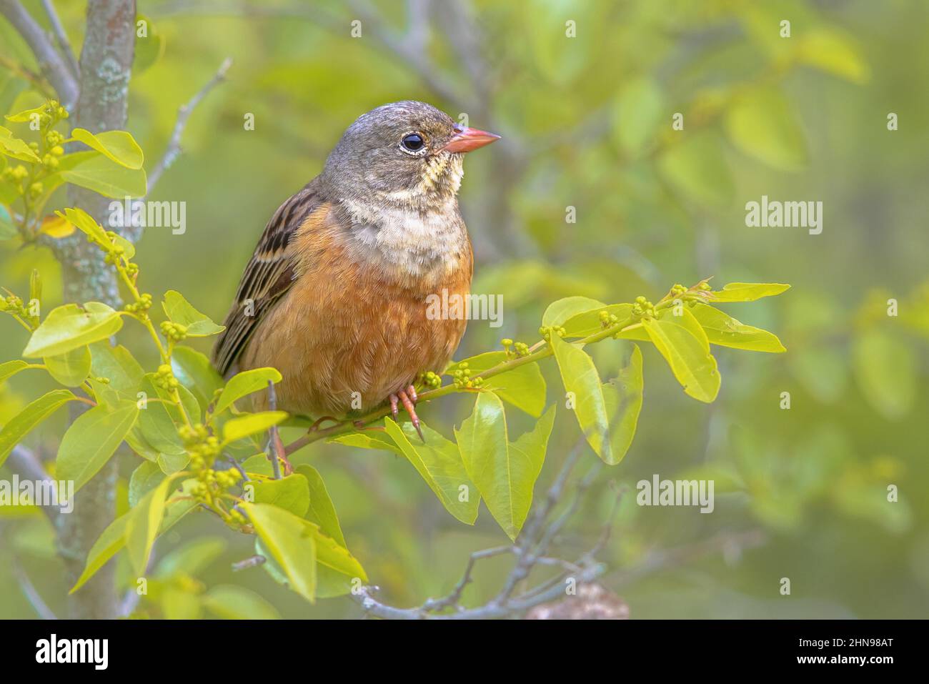 Ortolan Bunting (Emberiza hortulana) perchée dans un arbre. C'est un oiseau eurasien de la famille des Emberizidae. Bulgarie. Faune scène de la nature dans Banque D'Images