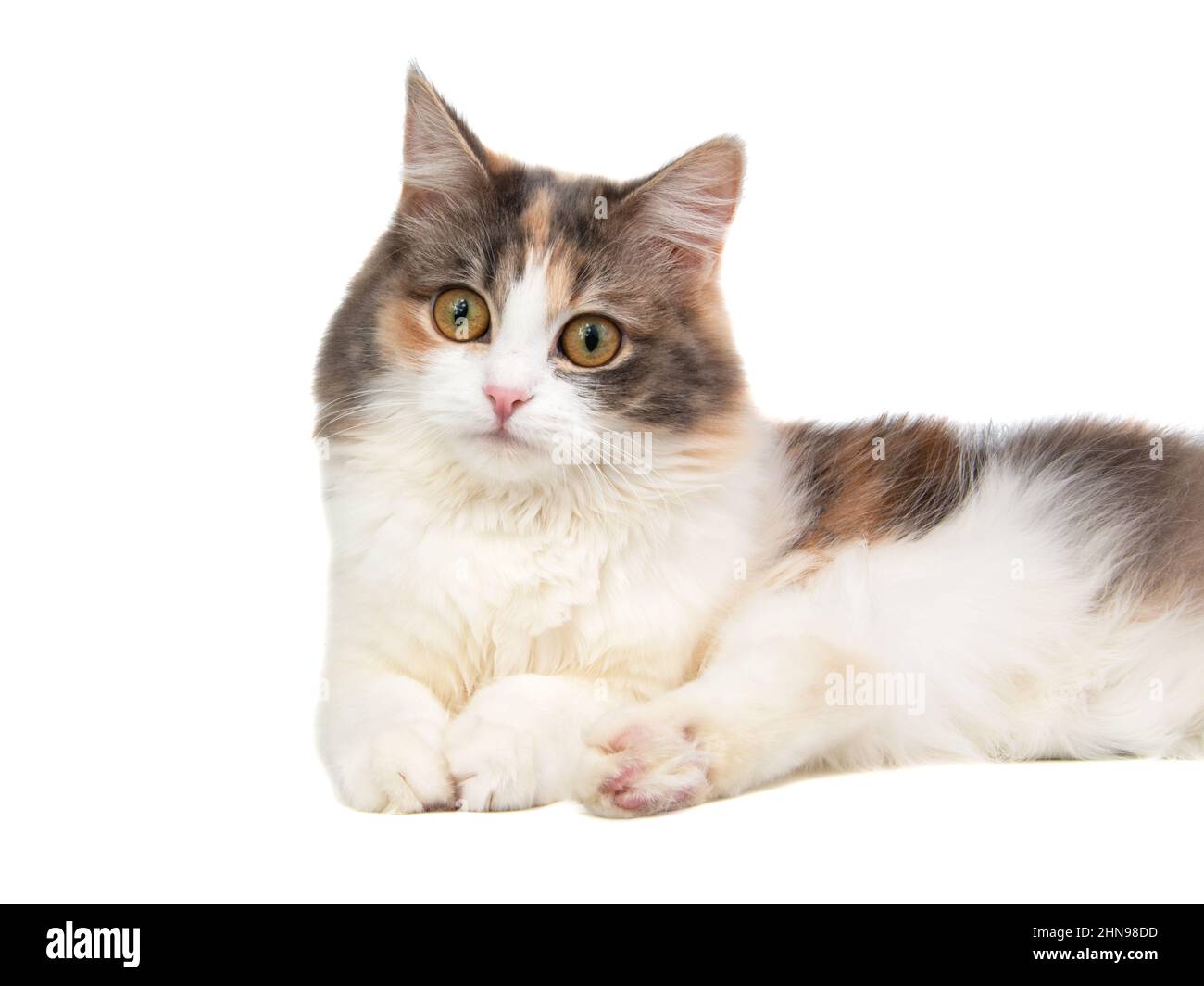 Cheveux longs brillants doux multicolore portrait de chat isolé sur fond blanc Banque D'Images