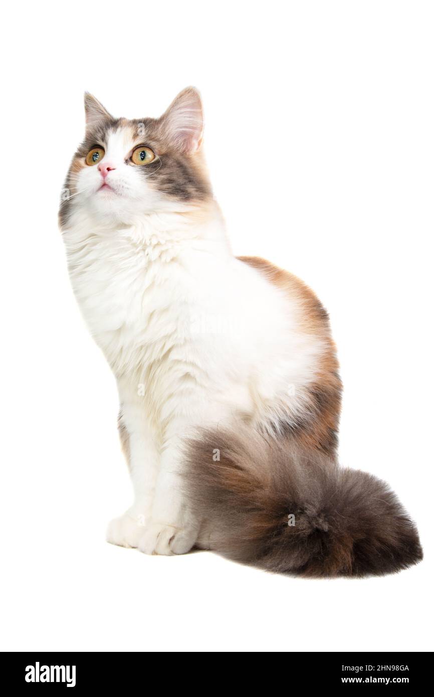 Cheveux longs brillants doux multicolore portrait de chat isolé sur fond blanc Banque D'Images
