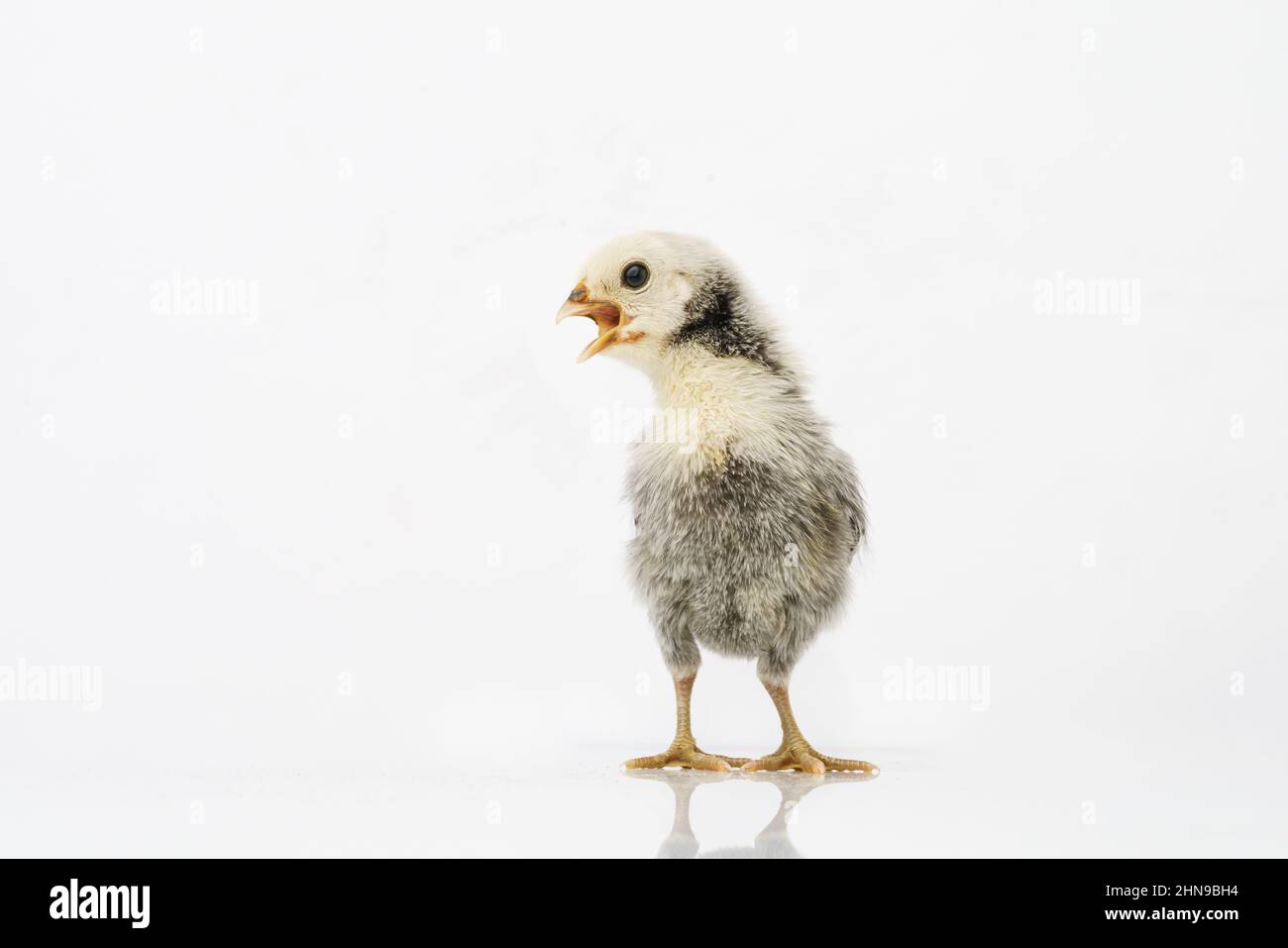 Argent Sebright bantam poule isolée sur blanc. Banque D'Images