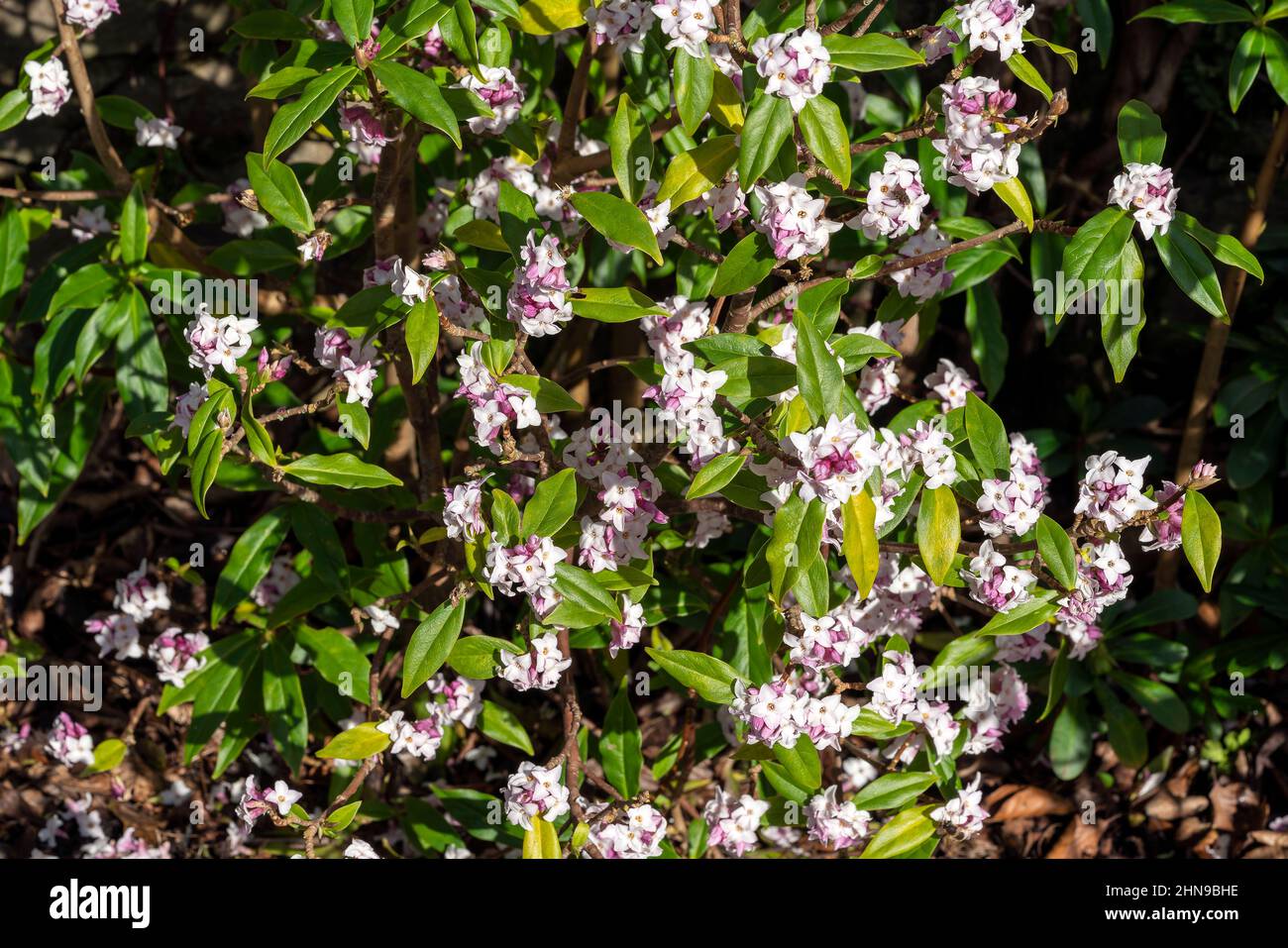 Daphne bolua 'Jacqueline Postill' un arbuste à fleurs d'hiver et de printemps à feuilles persistantes avec une fleur de printemps rose, image de stock photo Banque D'Images