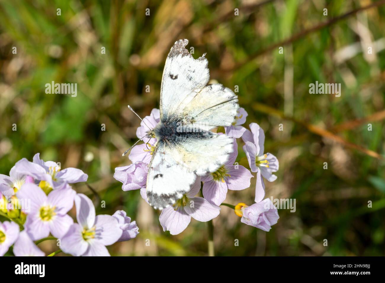 Papillon à pointe orange femelle (Anthocharis cardamines) avec ses ailes étirées se nourrissant d'une fleur de couckoo (Cardamine pratensis) au printemps, stock pho Banque D'Images