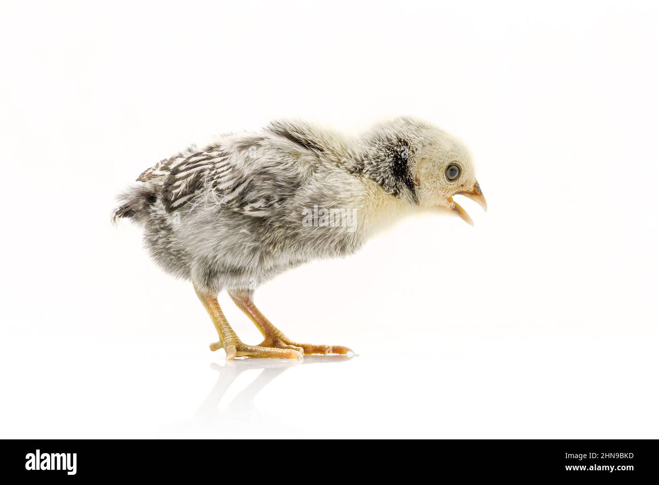 Argent Sebright bantam poule isolée sur blanc. Banque D'Images