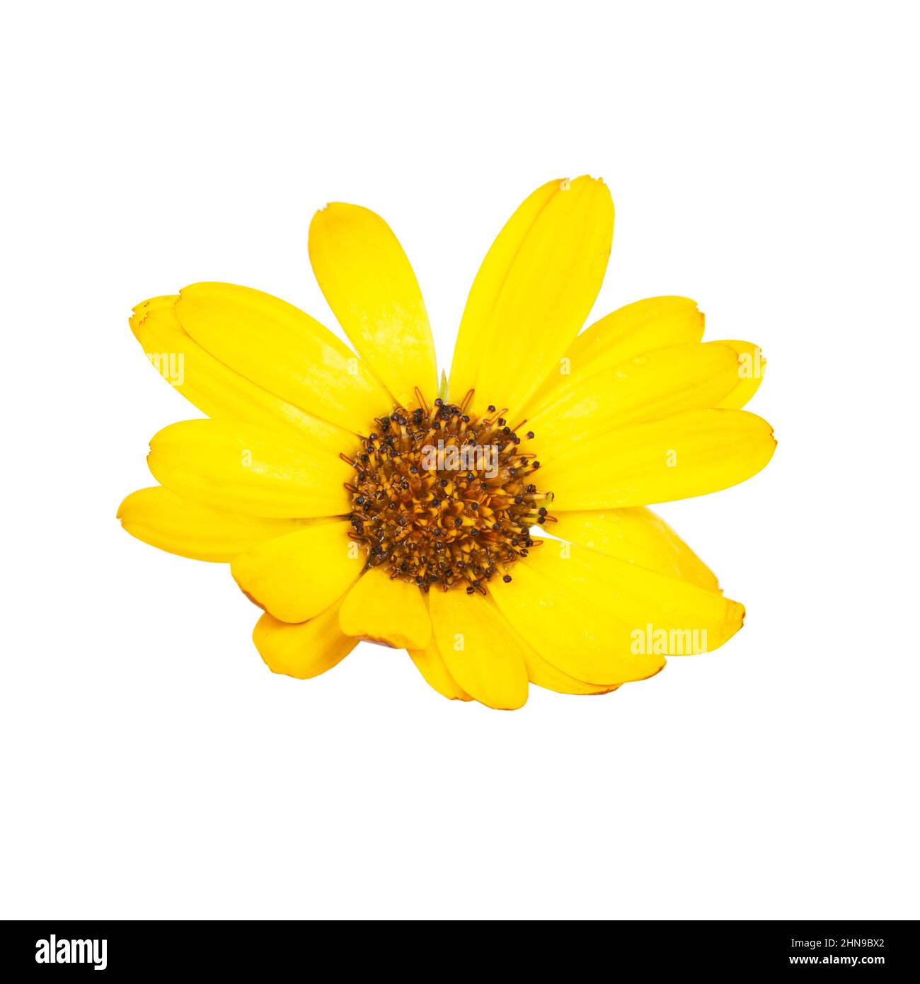 Belle lumière jaune osteospermum africaine Marguerite isolée sur fond blanc Banque D'Images