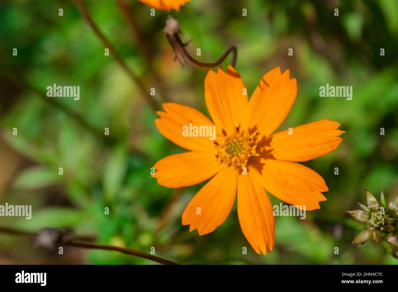 Fleur cosmos unique de couleur orange. Mise au point sélective utilisée. Banque D'Images