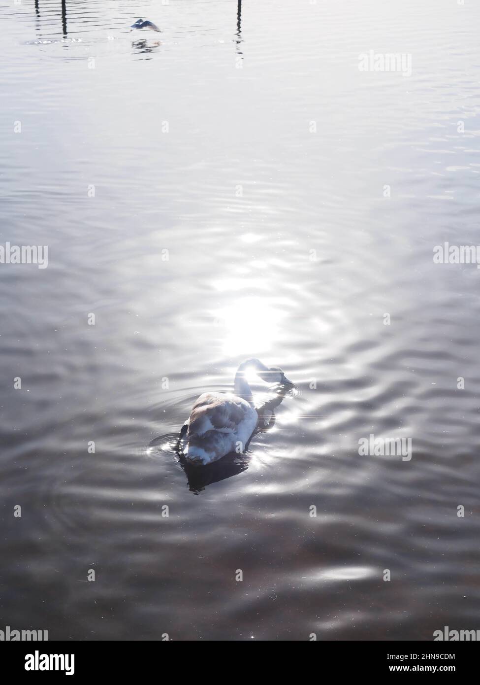 un jeune cygne sur un lac dans une piscine de lumière du soleil Banque D'Images