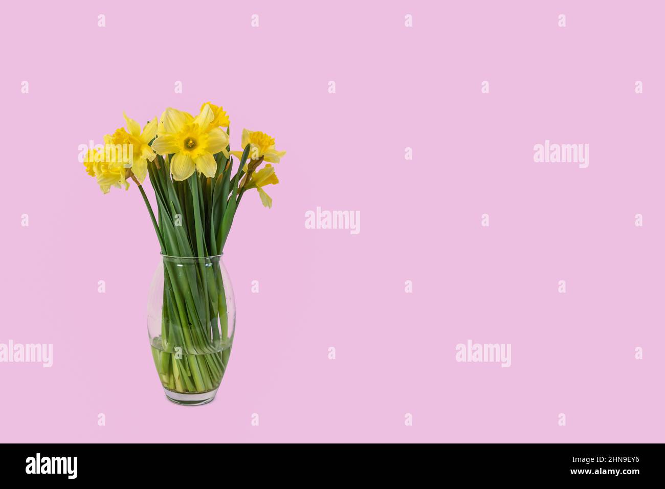 Fleurs de Pâques dans un vase isolé sur fond rose. Banque D'Images