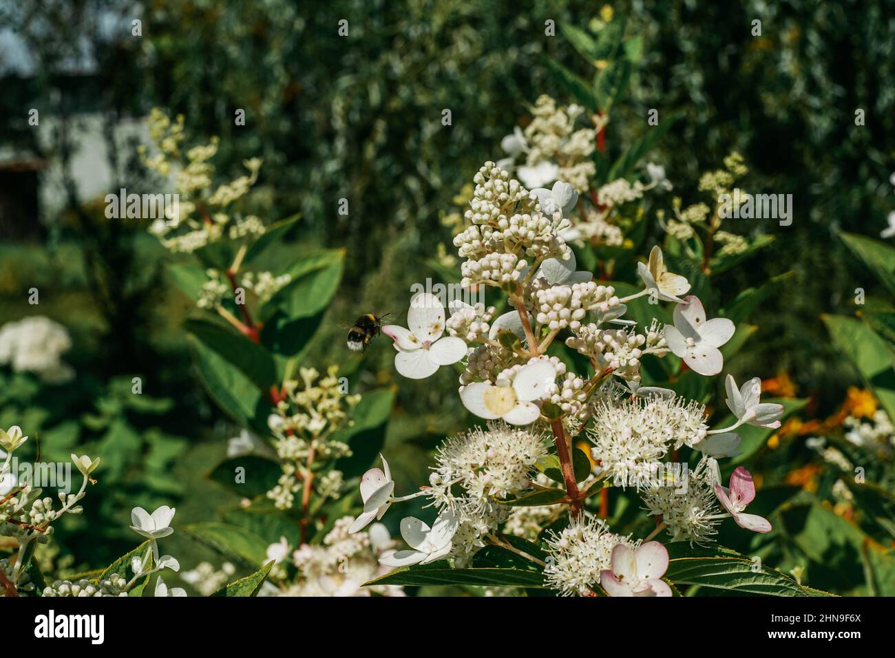 Hello Spring concept, branche de la fleur de Bush avec l'abeille volante. Banque D'Images