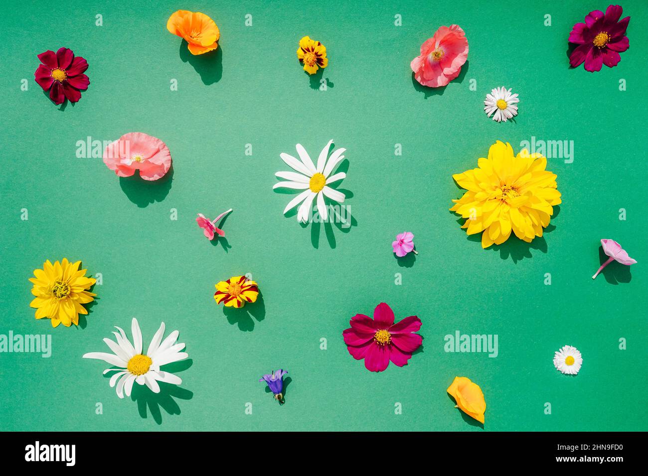 Composition des fleurs sur fond vert. Flat lay, vue de dessus. Motif de différentes fleurs. Banque D'Images