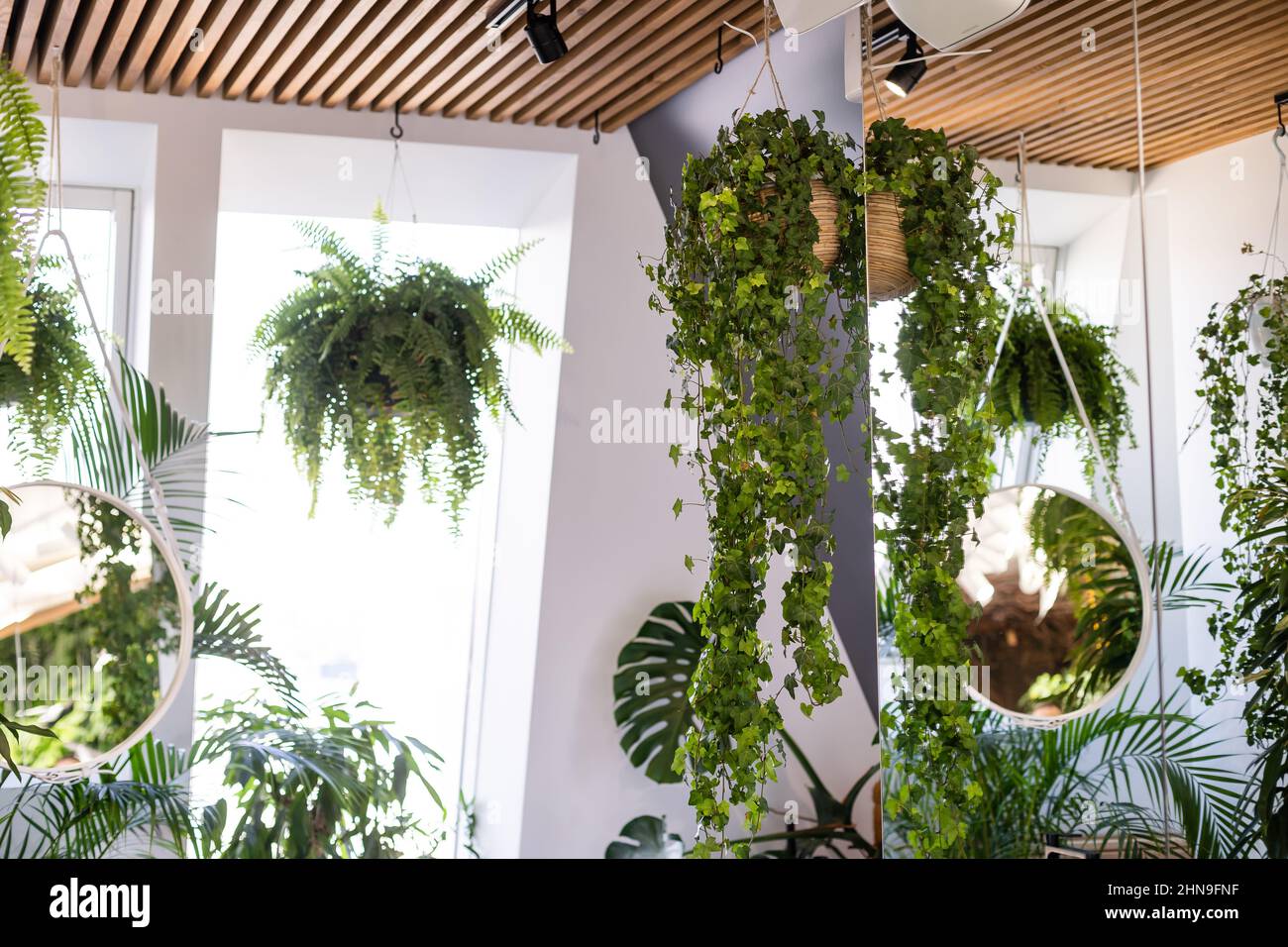 Un fragment de l'intérieur avec des plantes d'intérieur en pot et des palmiers.Jardinage à la maison.Les plantes de maison et la jungle urbaine concept. Banque D'Images