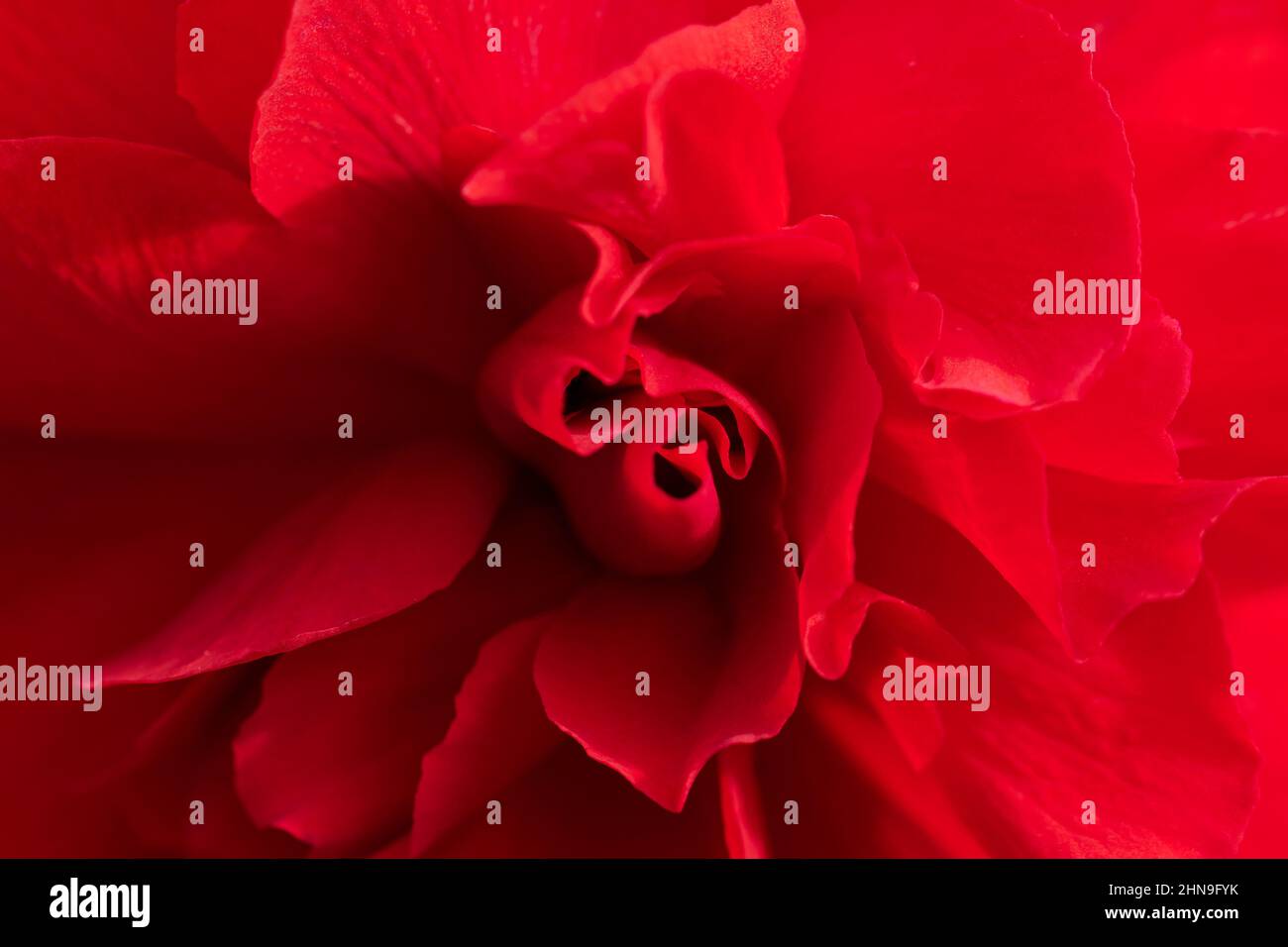 Macro gros plan de pétales de fleurs de begonia rouges dans des plis doux avec texture veloutée de velours. Fond floral romantique. Irlande Banque D'Images